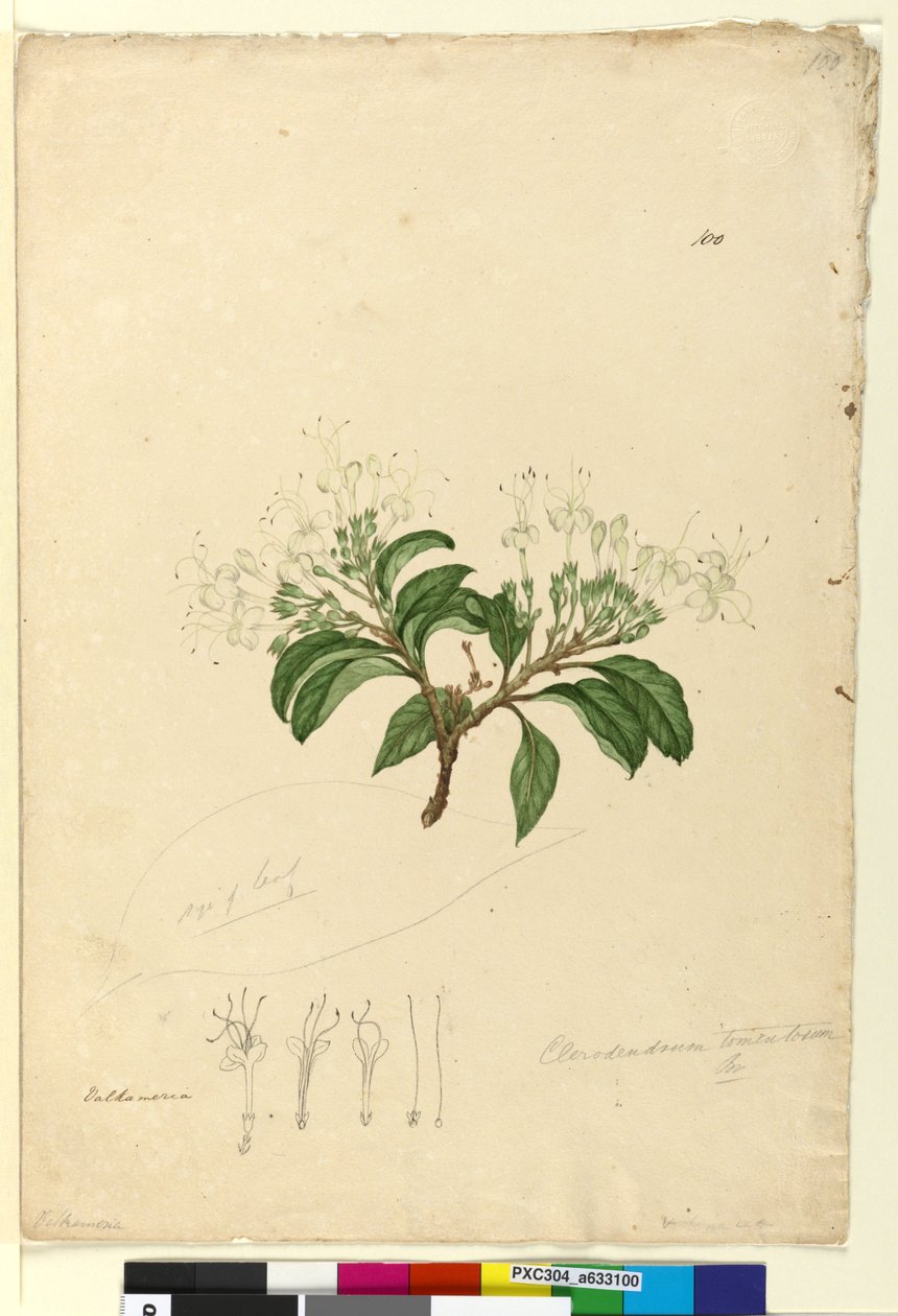 Página 100. Clerodendrum tomentosum de John William Lewin