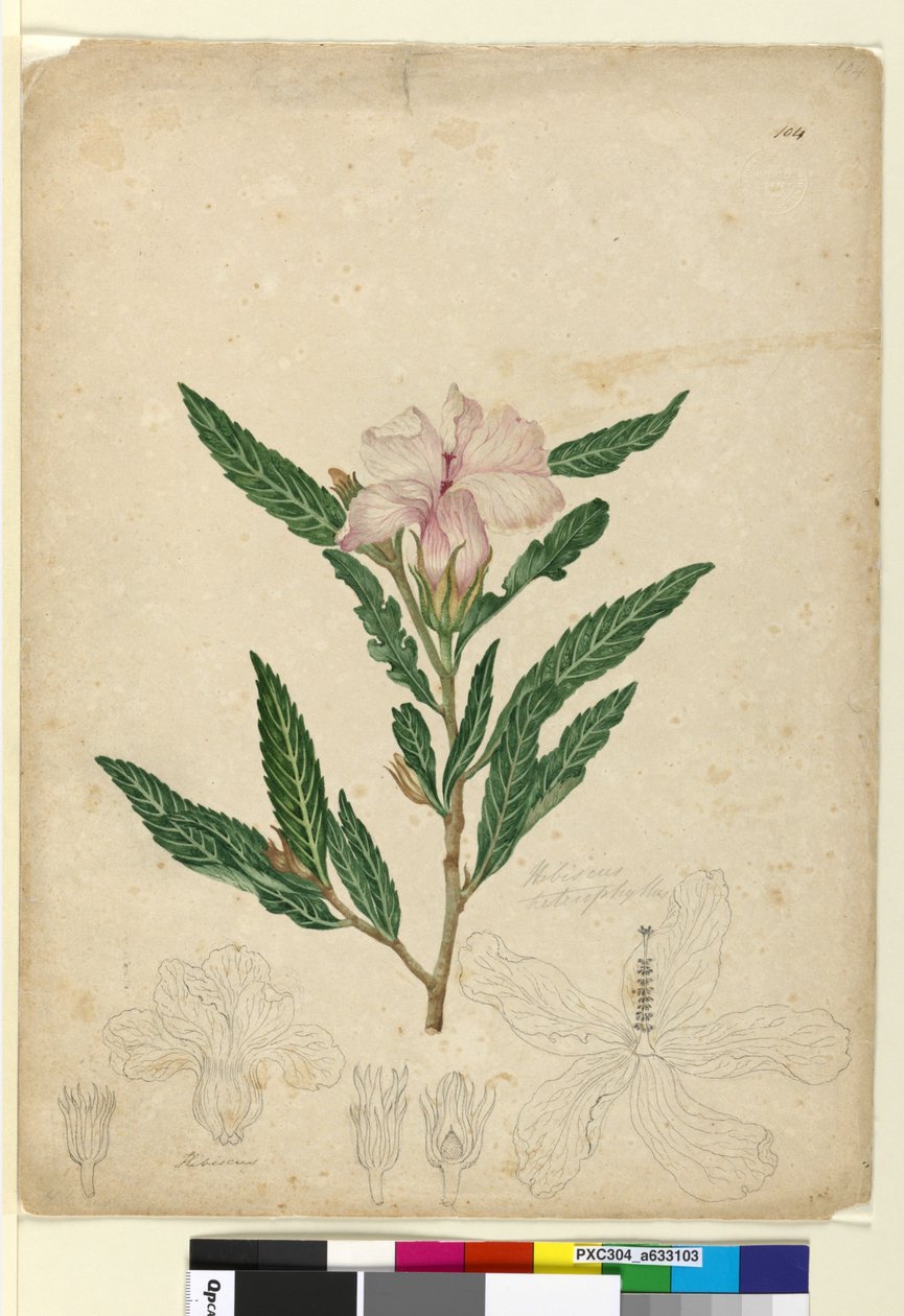 Página 104. Hibiscus heterophyllus de John William Lewin