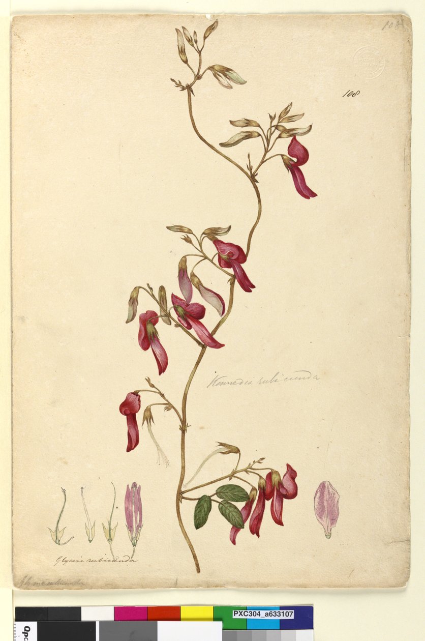 Página 108. Kennedia rubicunda de John William Lewin