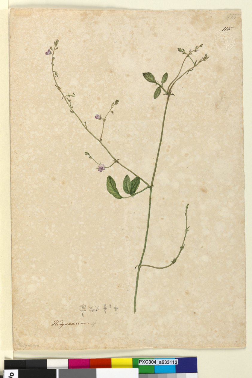 Página 115. Hedysarum de John William Lewin