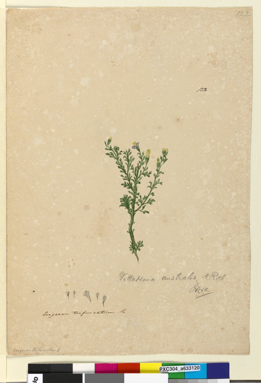 Página 122. Vittadinia australis de John William Lewin