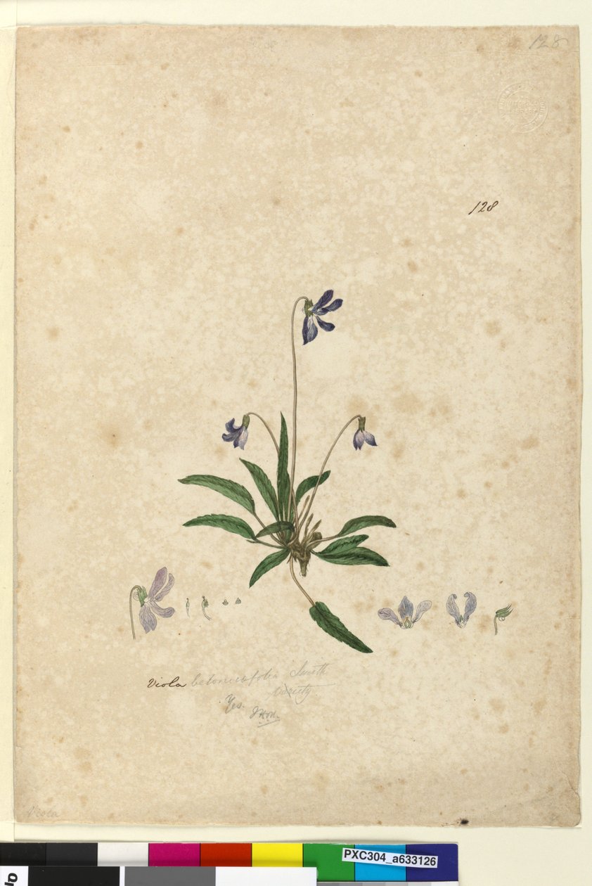 Página 128. Viola betonicifolia de John William Lewin