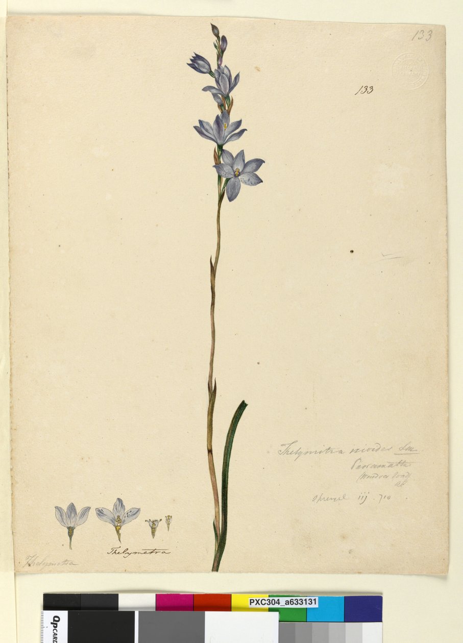 Página 133. Thelymitra ixioides de John William Lewin