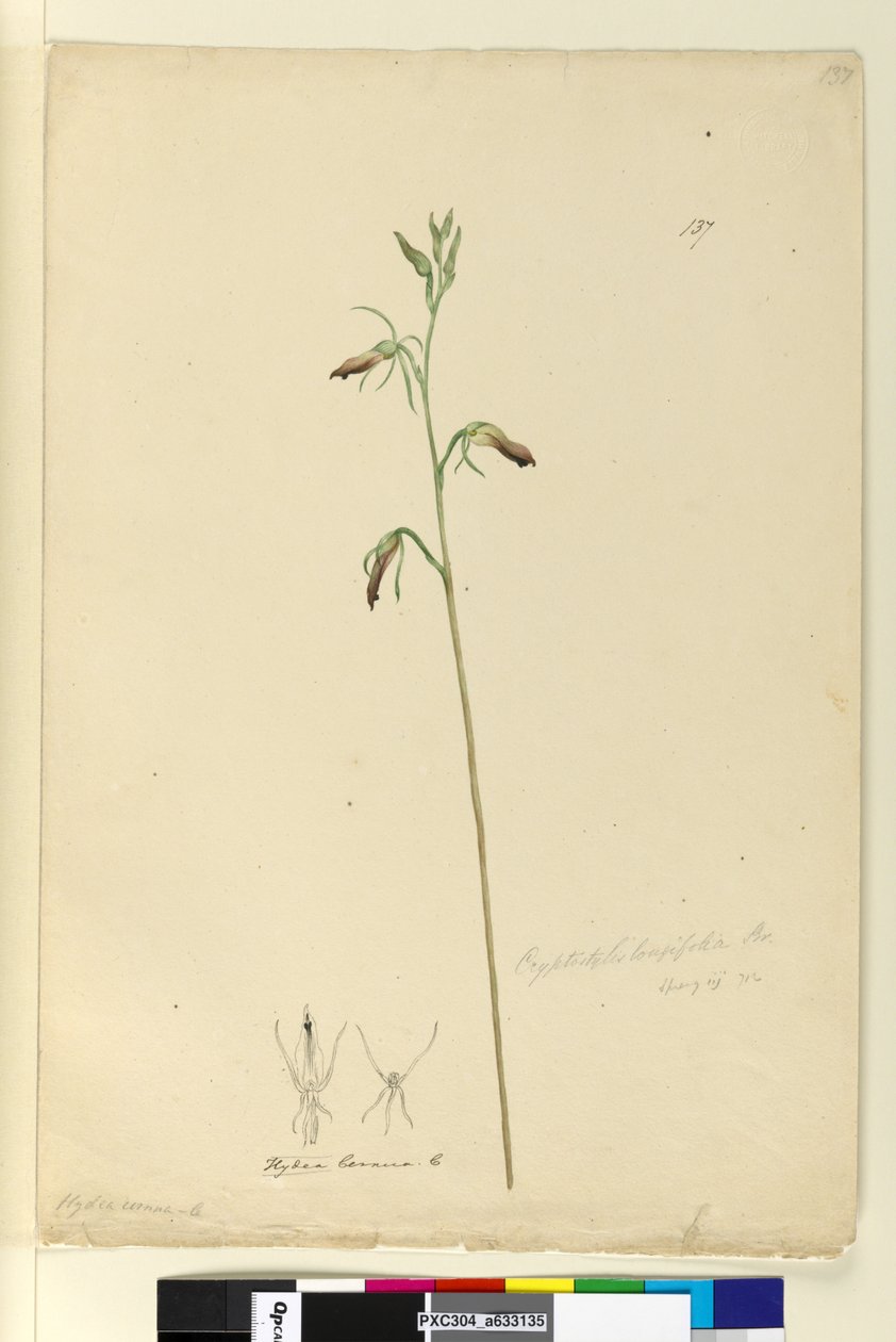 Página 137. Cryptostylis longifolia de John William Lewin