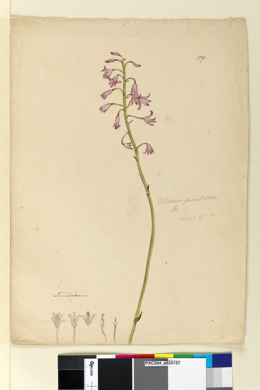 Página 139. Dipodium punctatum de John William Lewin