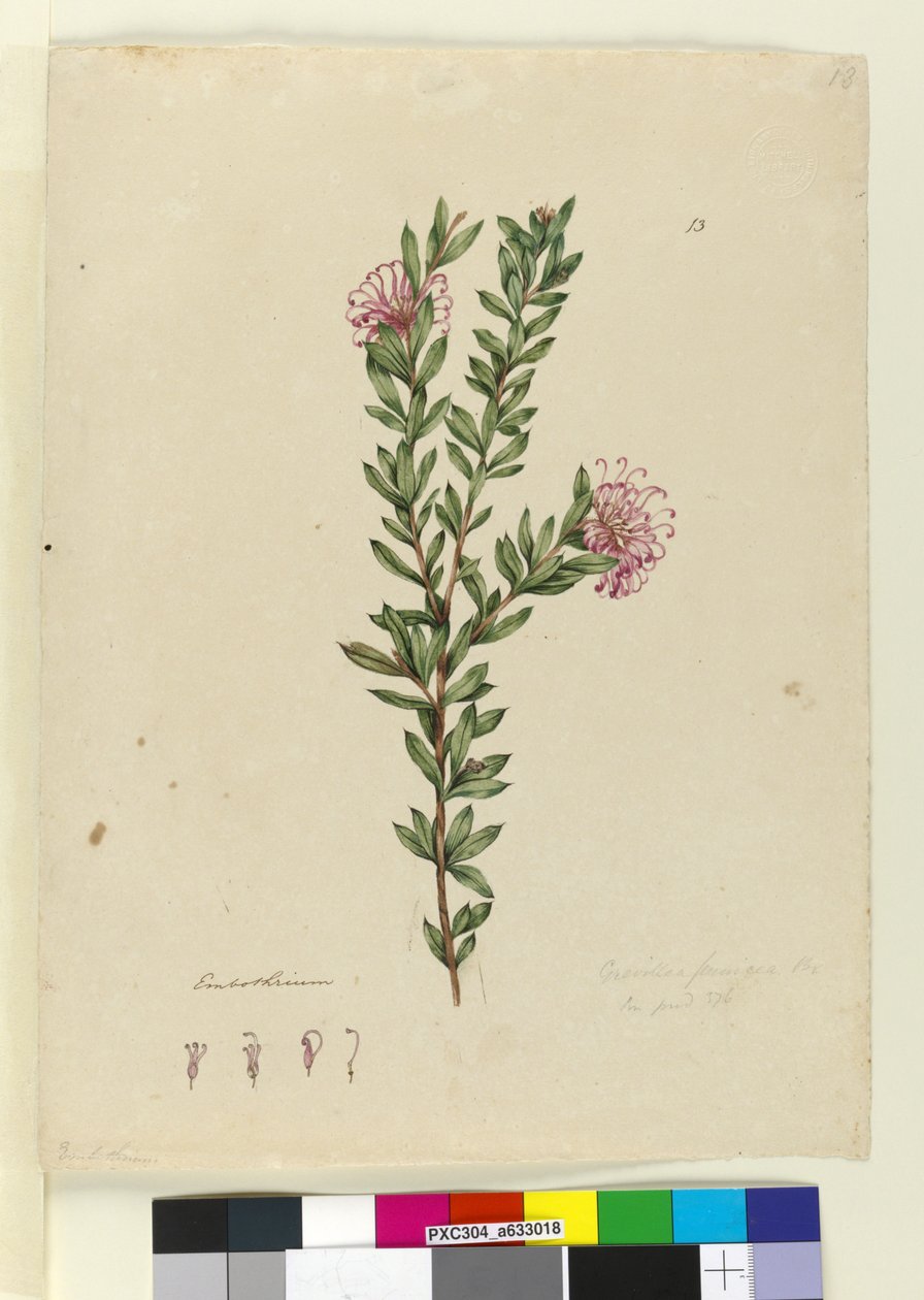 Página 13. Grevillea punicea de John William Lewin