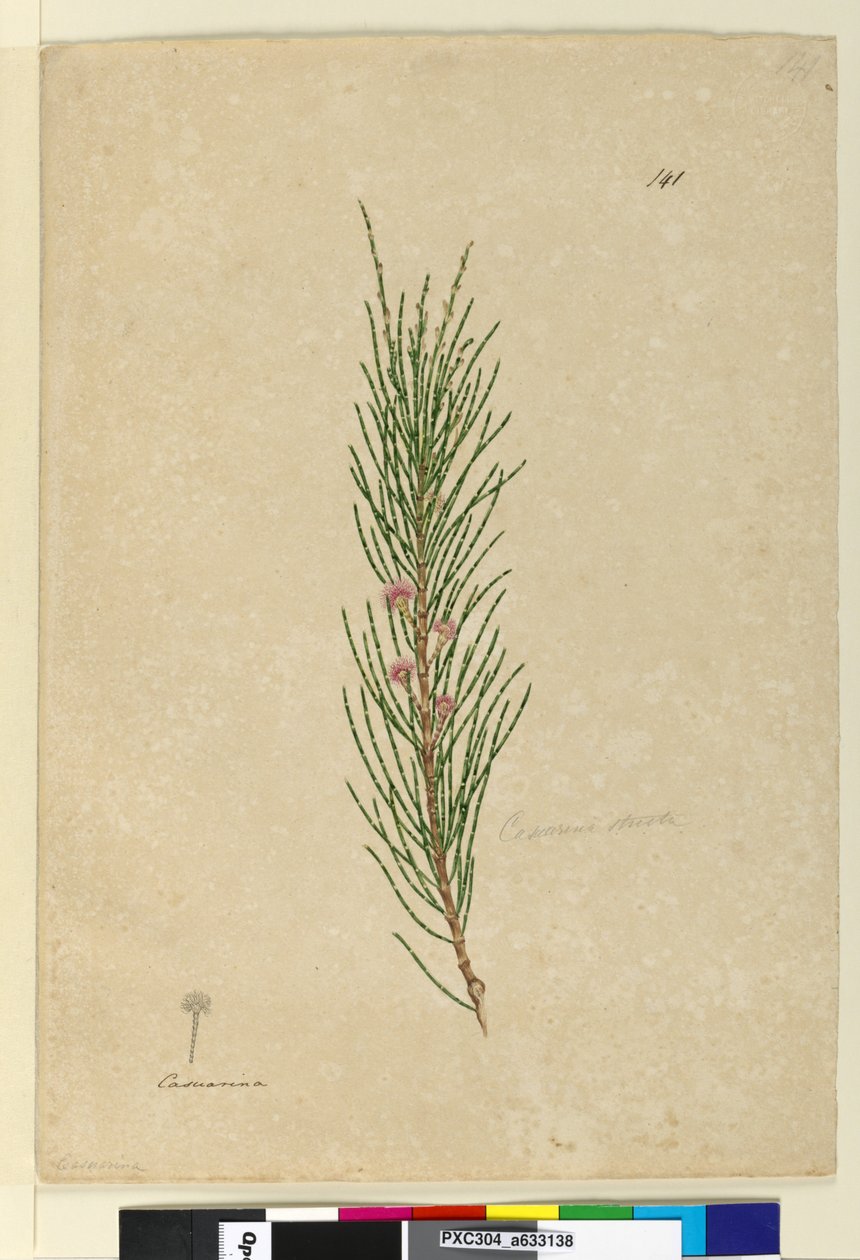 Página 141. Casuarina strictaAllocasuarina verticillata de John William Lewin
