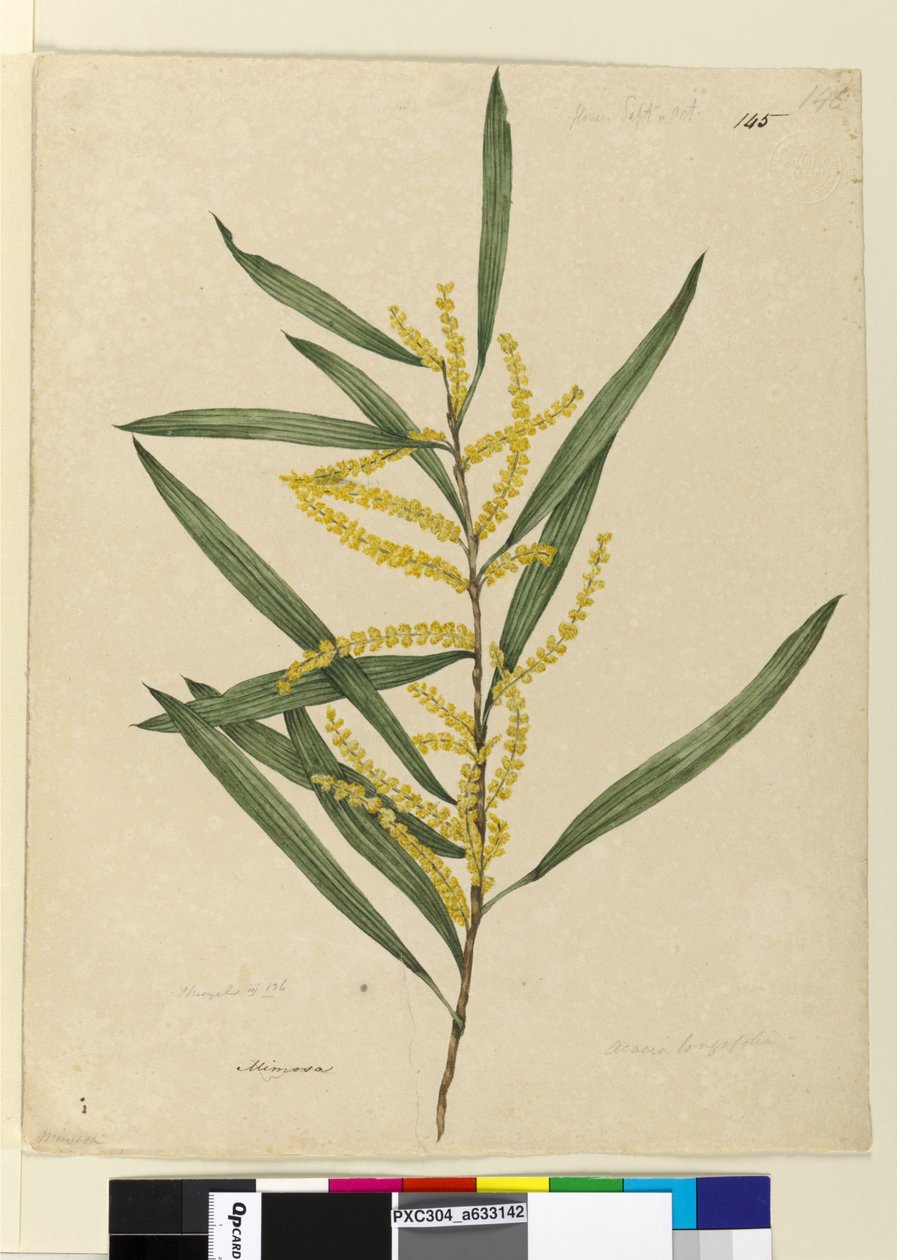 Página 145. Acacia longifolia de John William Lewin
