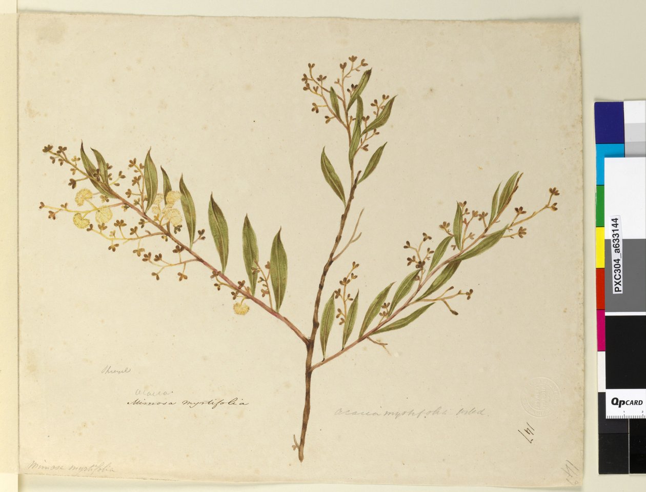 Página 147. Acacia myrtifolia de John William Lewin