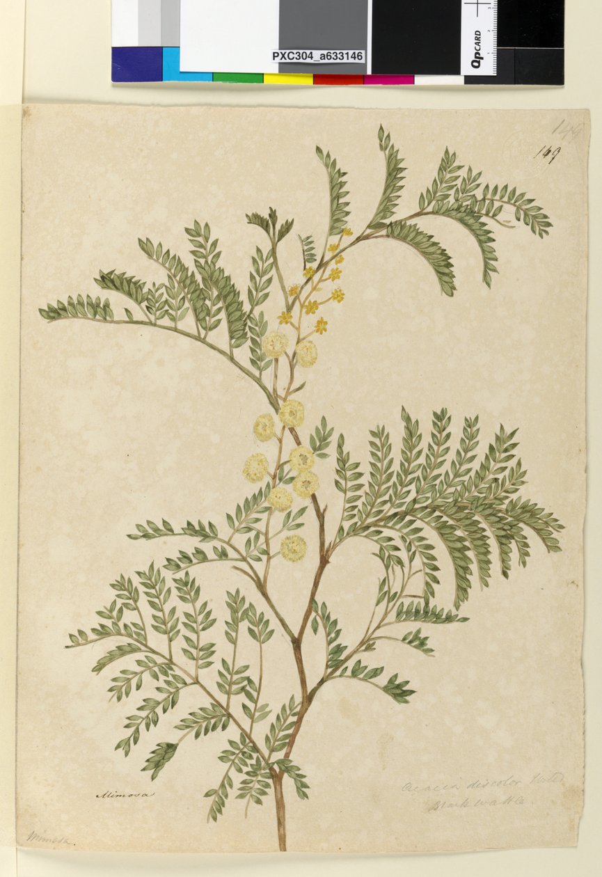 Página 149. Acacia discolor Acacia terminalis de John William Lewin