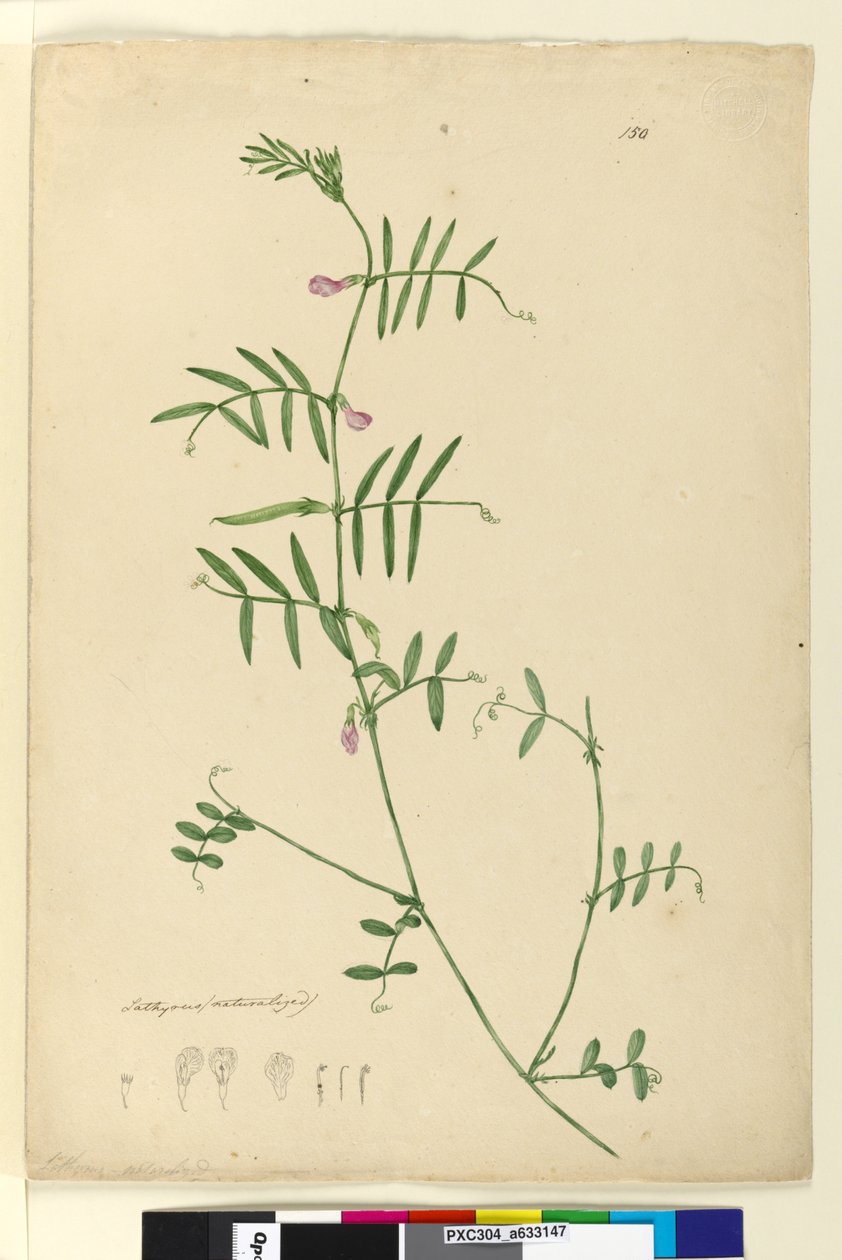 Página 150. Lathyrus de John William Lewin