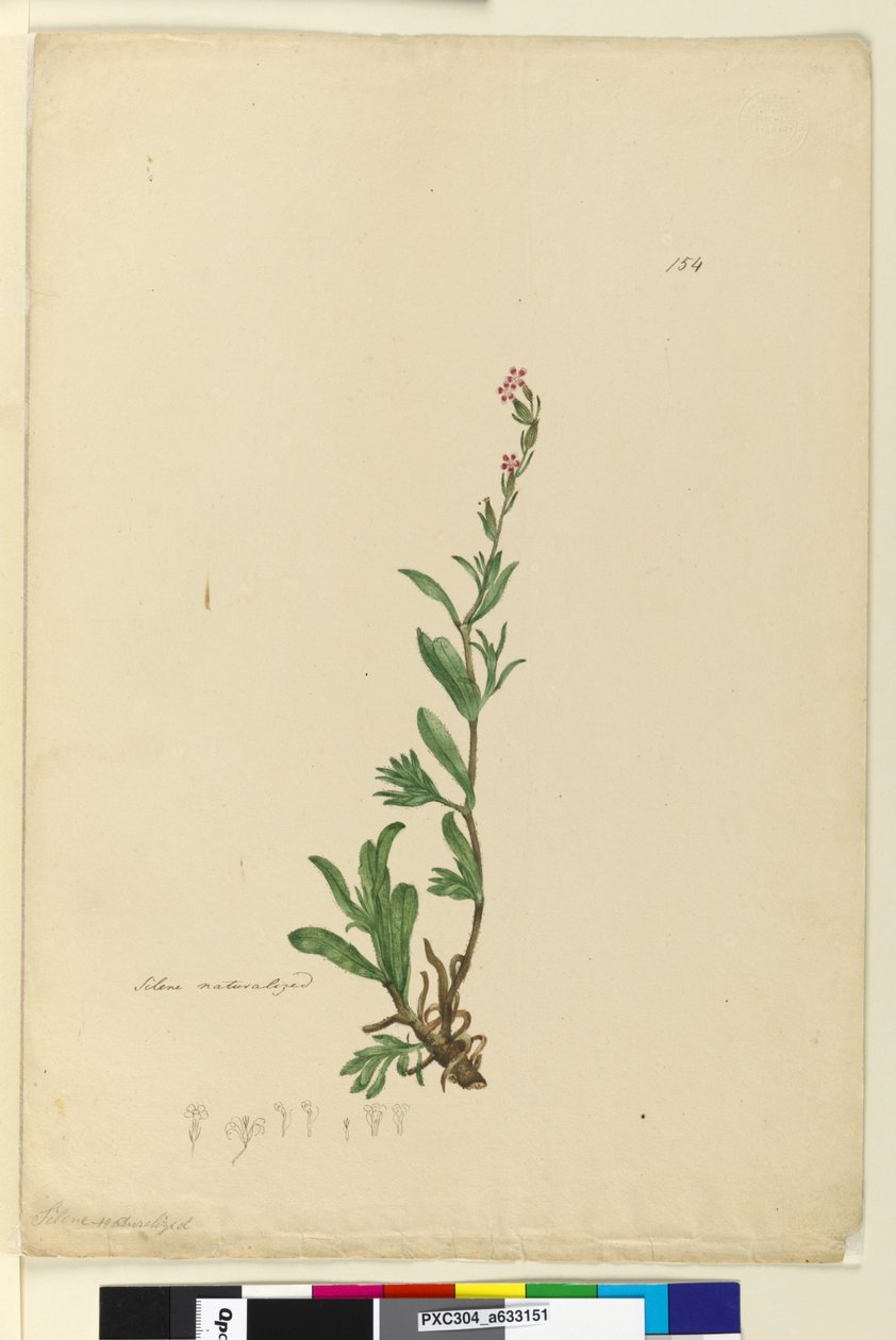 Página 154. Silene naturalizada de John William Lewin