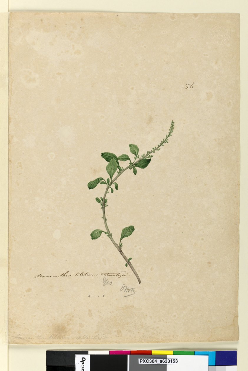 Página 156. Amaranthus Blitum de John William Lewin