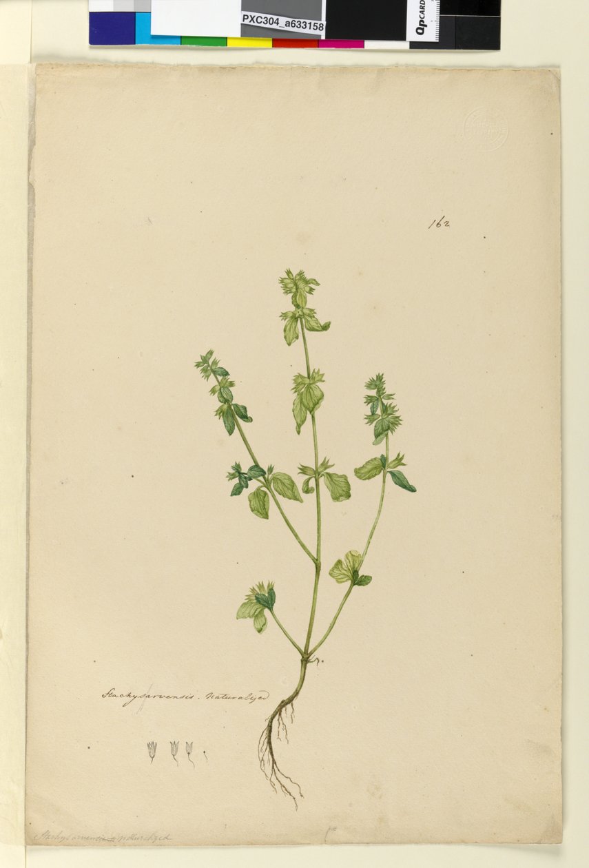 Página 162. Stachys arvensis de John William Lewin
