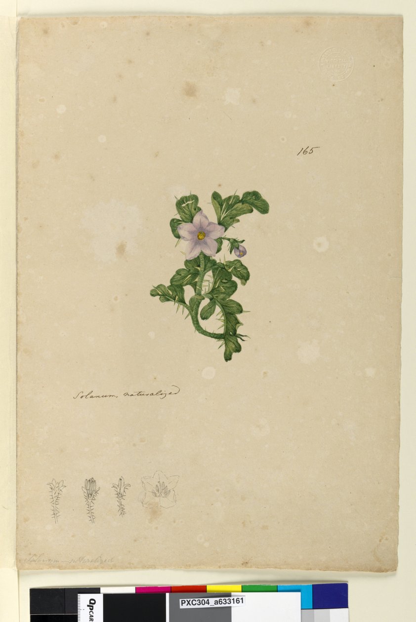 Página 165. Solanum naturalizada de John William Lewin