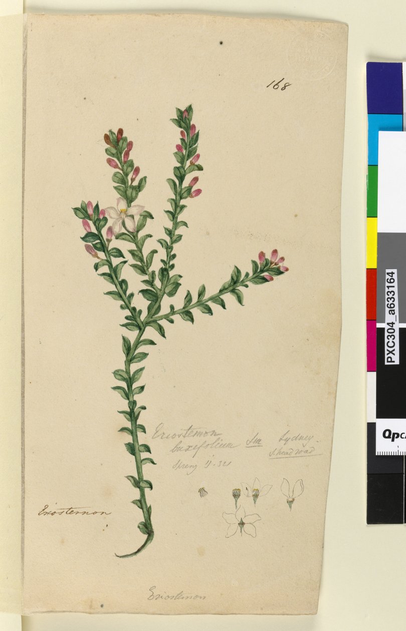Página 168. Eriostemon buxifolium de John William Lewin