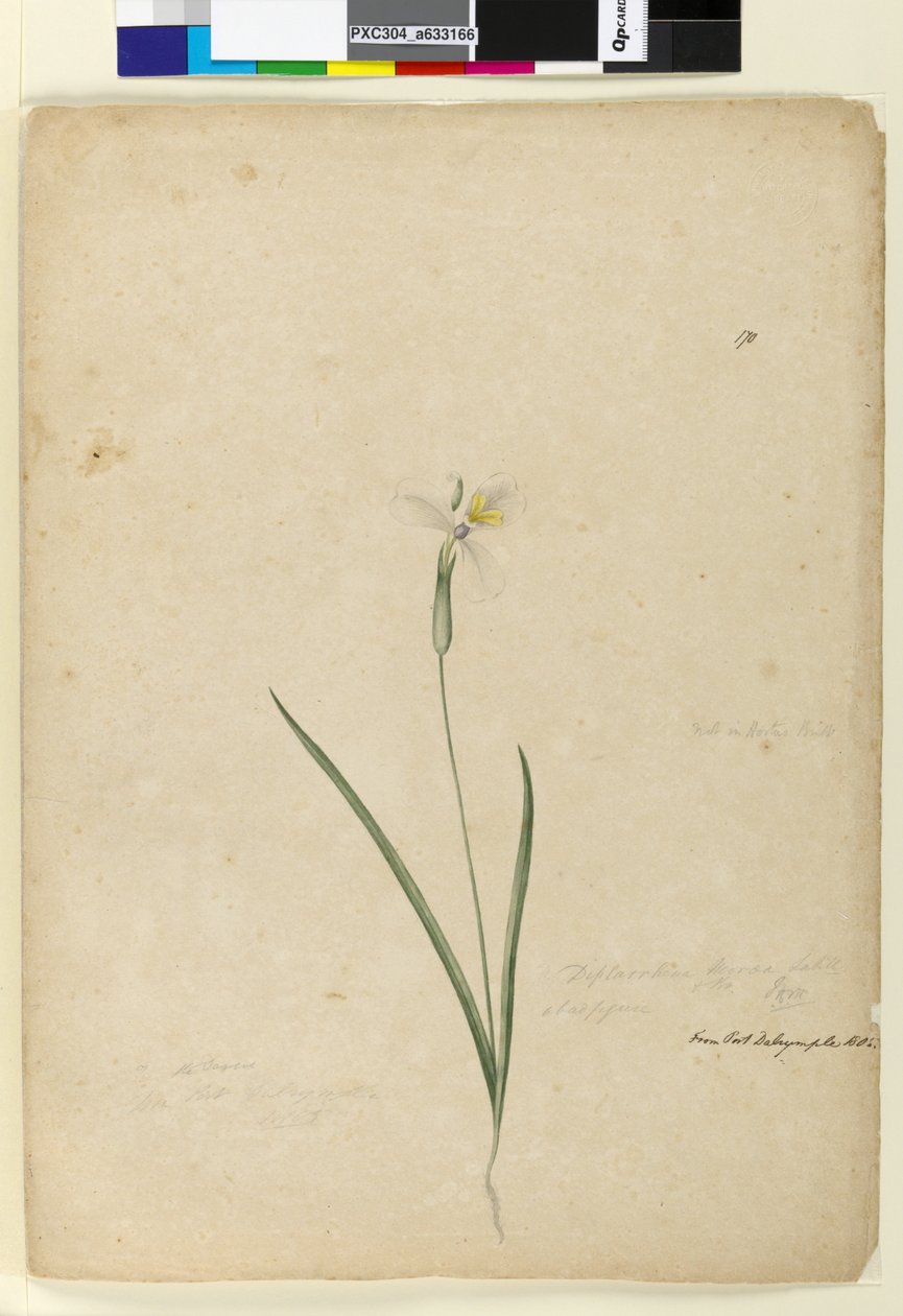 Página 170. Diplarrhena moraea, c.1803-06 de John William Lewin