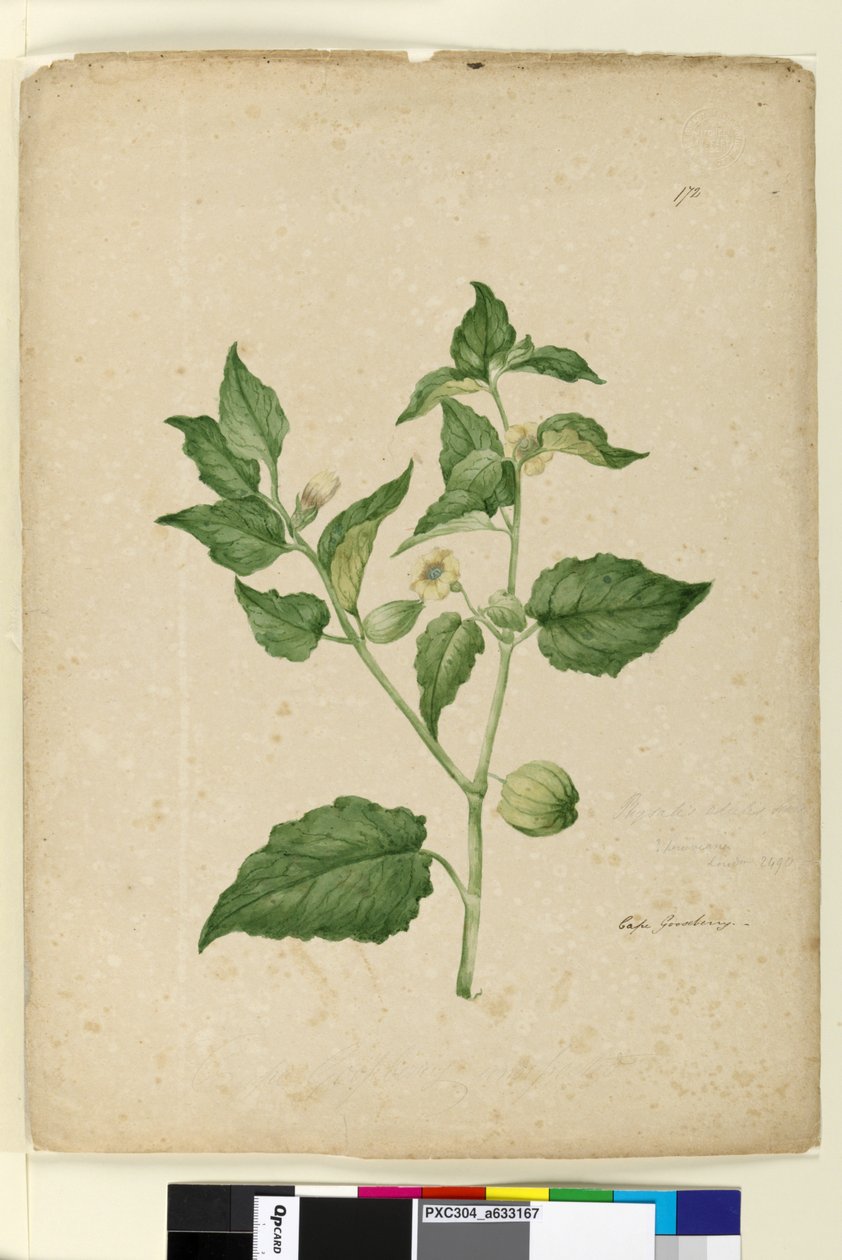 Página 172. Physalis edulis de John William Lewin