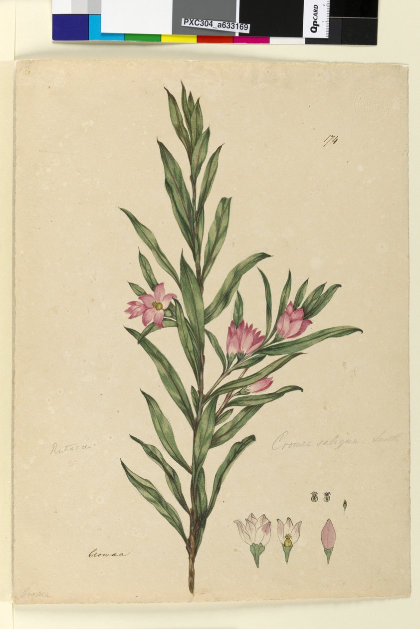 Página 174. Crowea saligna de John William Lewin