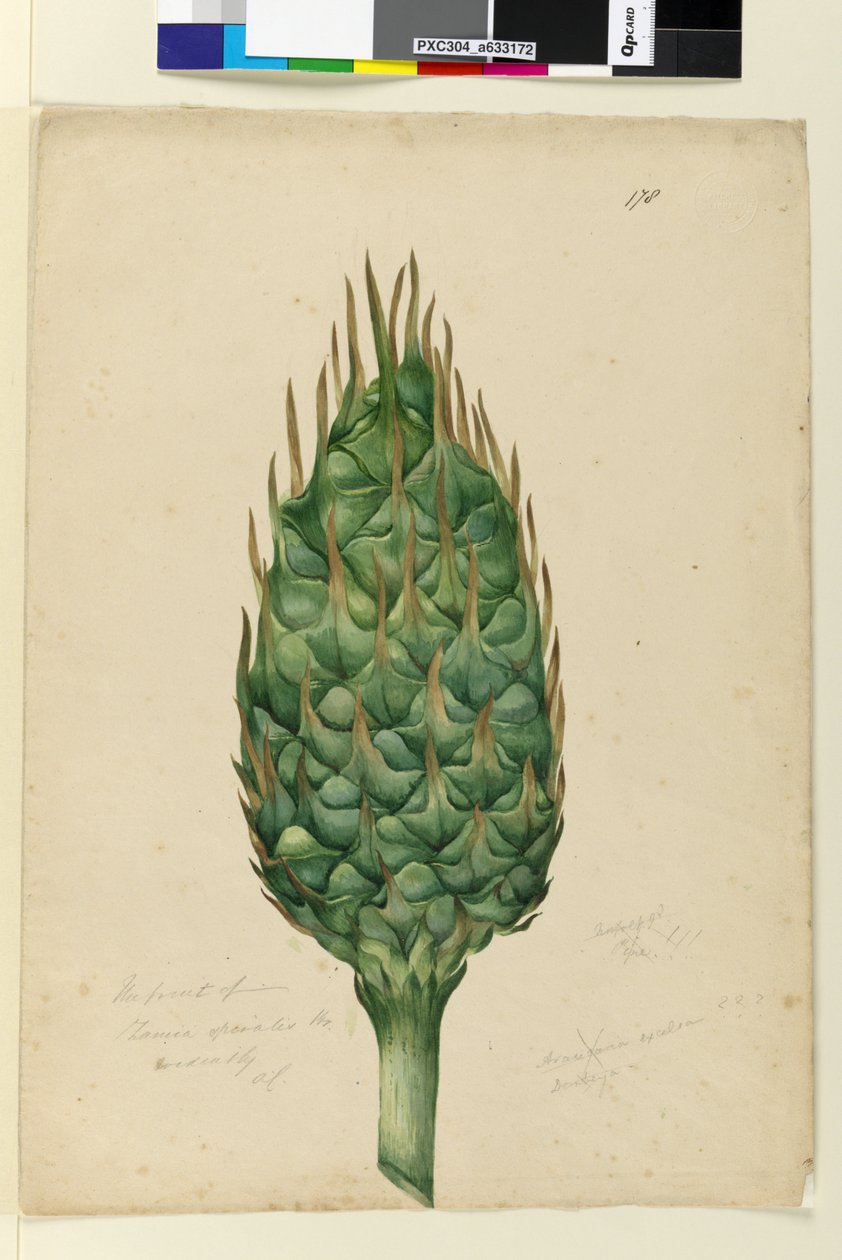 Página 178. El fruto de Zamia spiralis de John William Lewin
