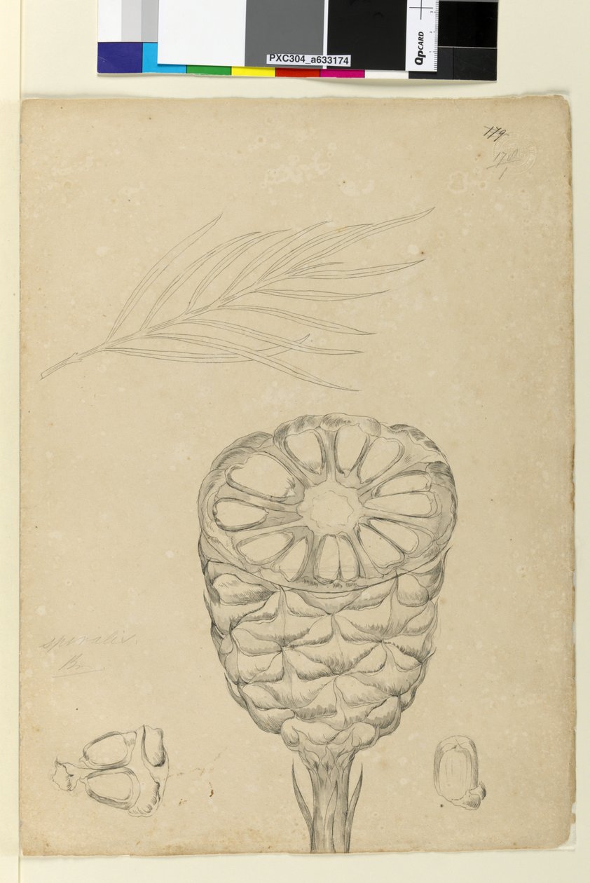 Página 178b. Spiralis de John William Lewin