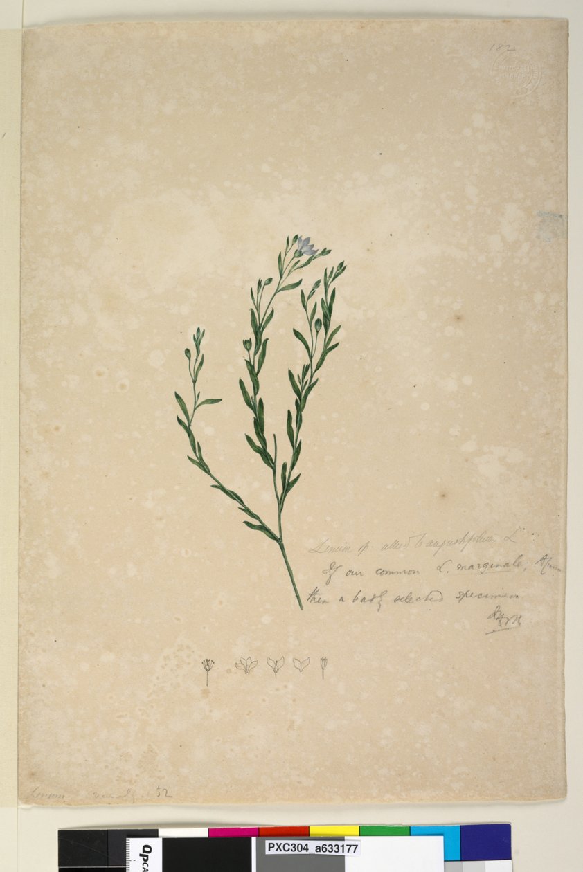 Página 182. Linum sp aliado a augustifolium de John William Lewin