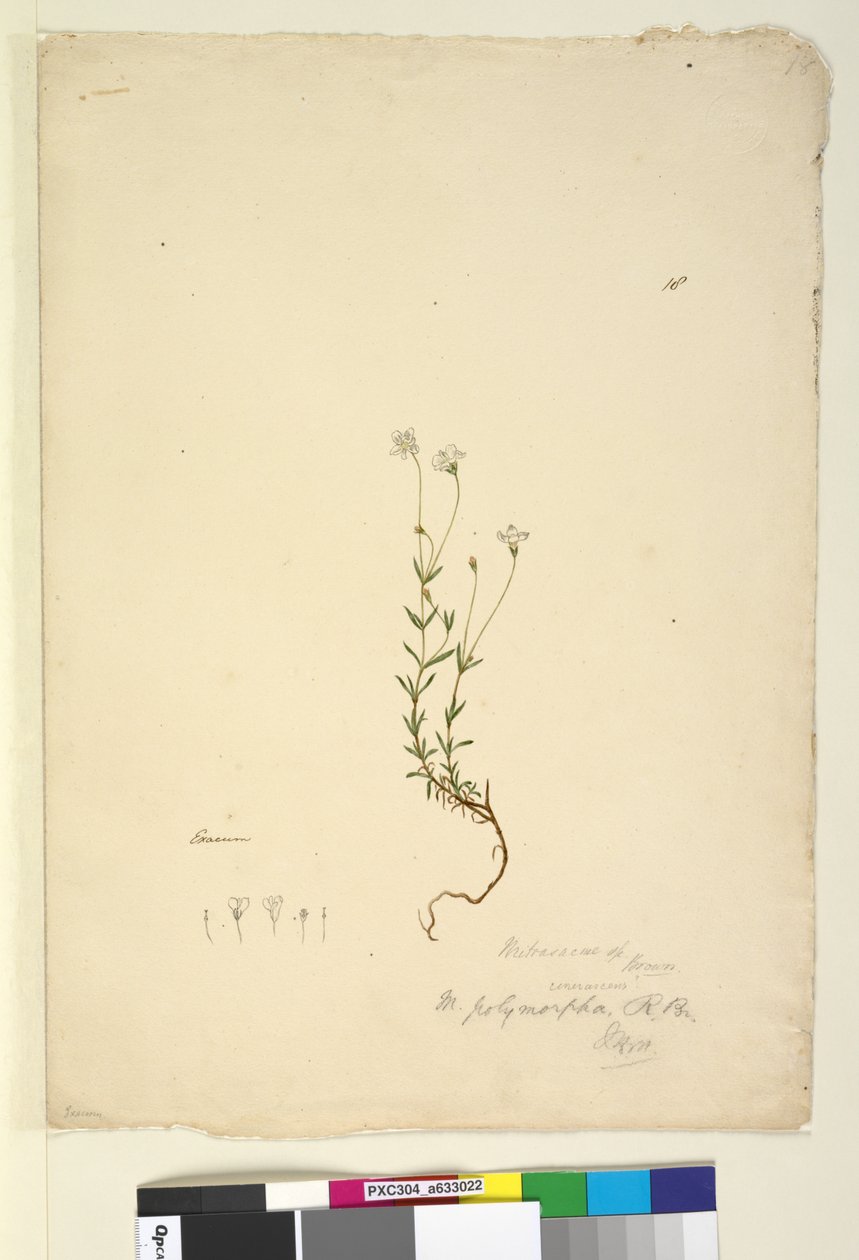 Página 18. Mitrasacme polymorpha de John William Lewin