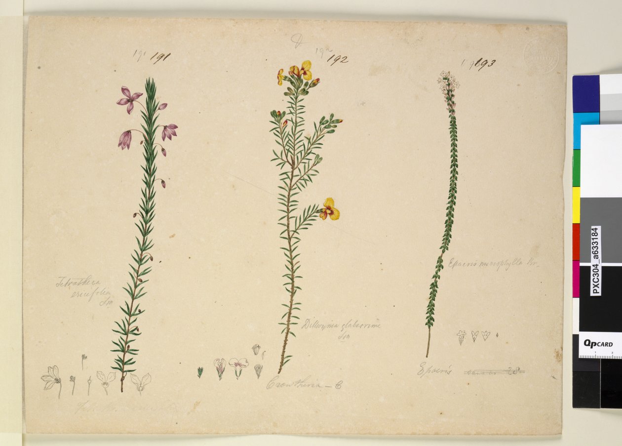 Página 191. Tetratheca ericifolia; 192. Dillwynia glaberrima; 193. Epacris microphylla de John William Lewin