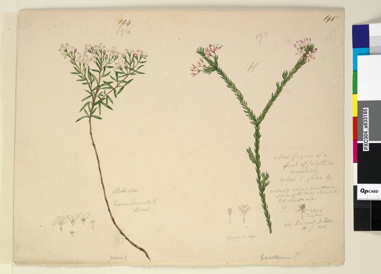 Página 194. Zieria lanceolata Zieria smithii; 195. Una mala figura de una especie de Calythrix de John William Lewin
