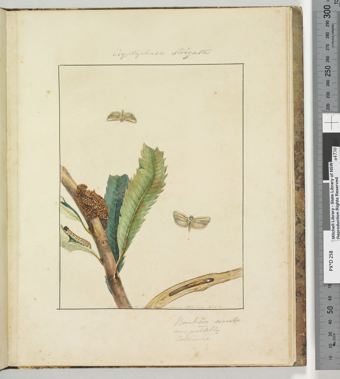 Página 19. Pl.5 Cryptophasa Strigata de John William Lewin
