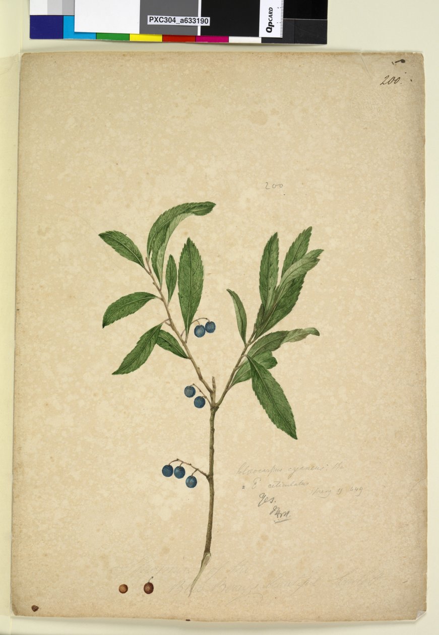Página 200. Elaeocarpus reticulatus de John William Lewin