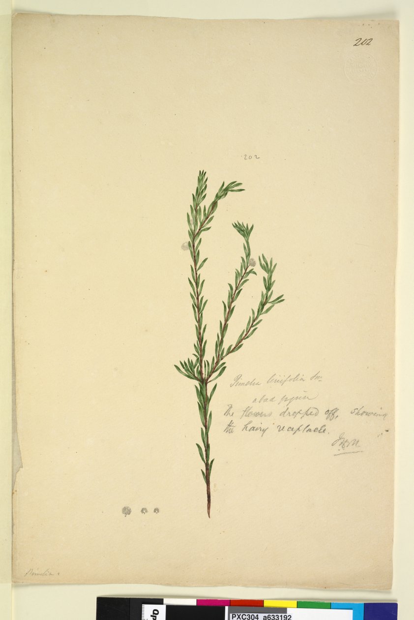 Página 202. Pimelia linifolia de John William Lewin