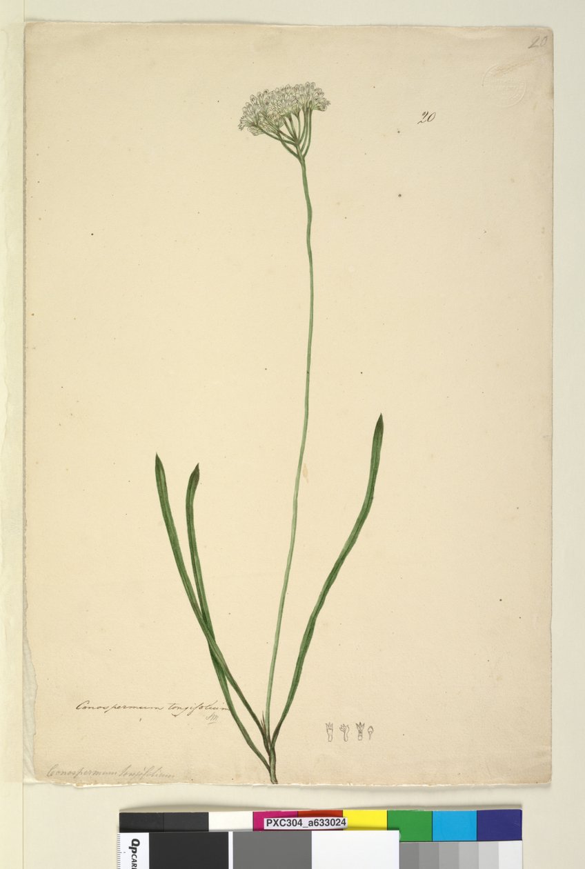 Página 20. Conospermum longifolium de John William Lewin