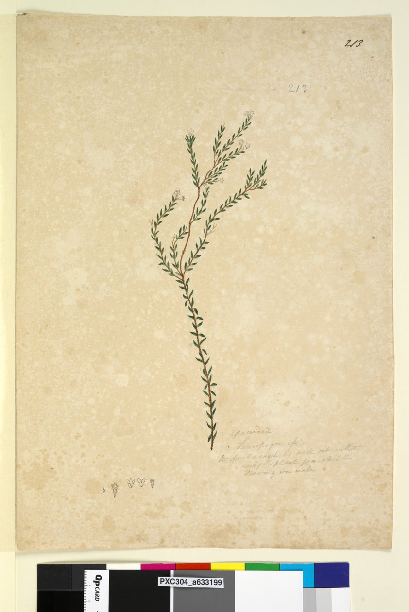 Página 213. Epacrideae Leucopogon sp. de John William Lewin