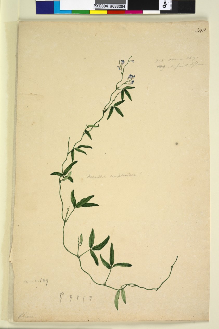 Página 218. Kennedia comptoniana Hardenbergia comptoniana de John William Lewin