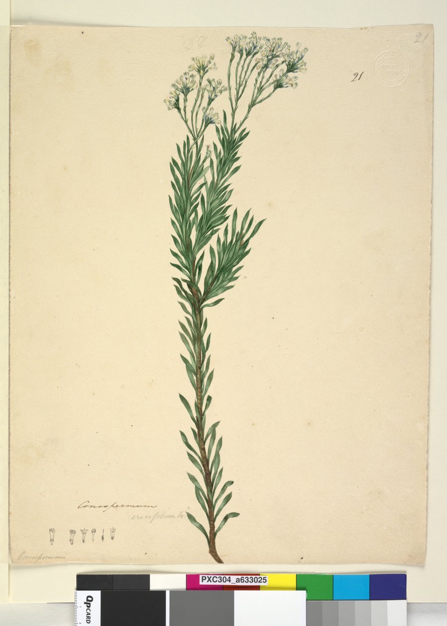 Página 21. Conospermum ericifolium de John William Lewin