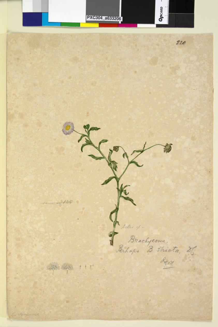 Página 220. Brachycome multifida de John William Lewin