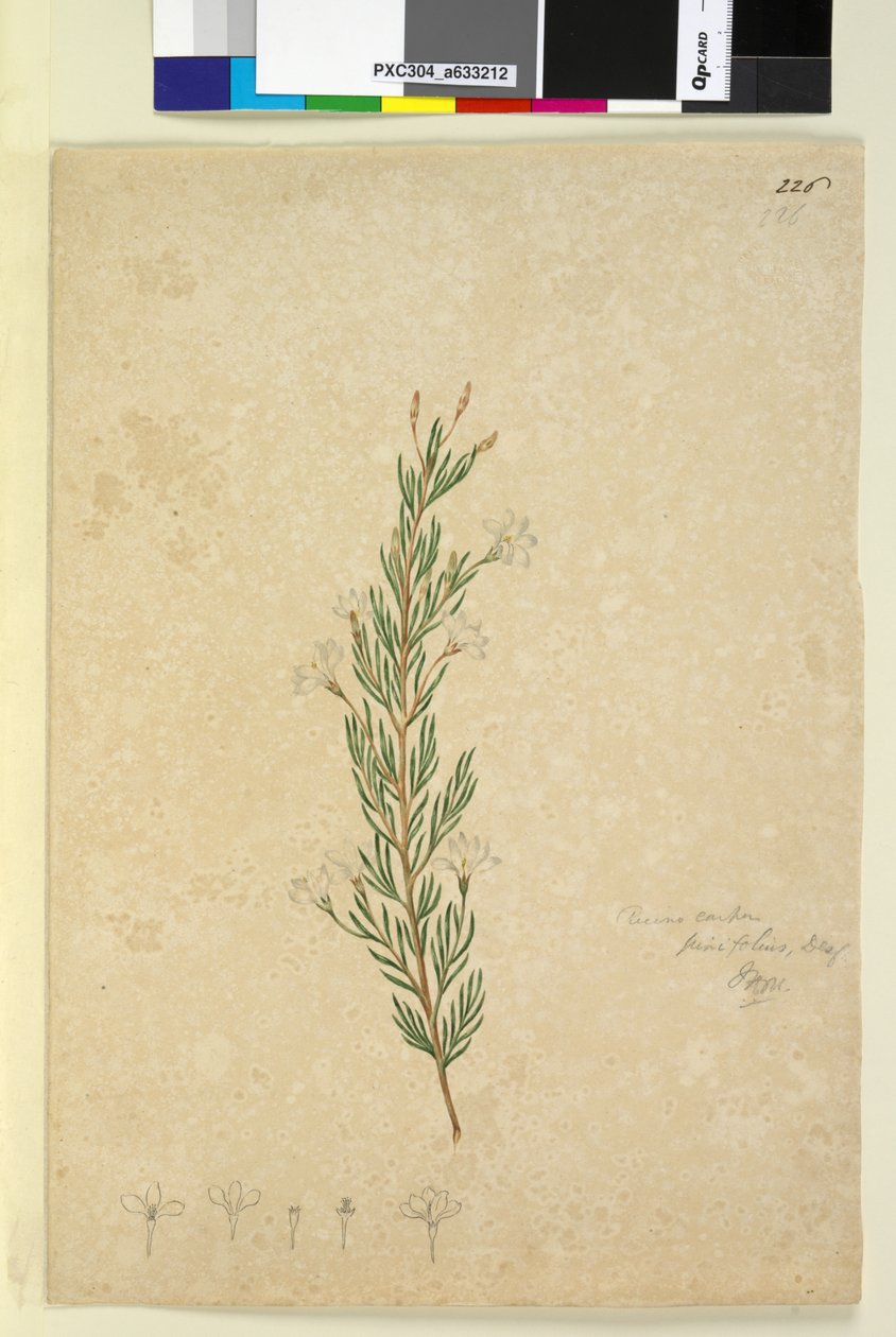 Página 226. Ricinocarpus pinifolius de John William Lewin