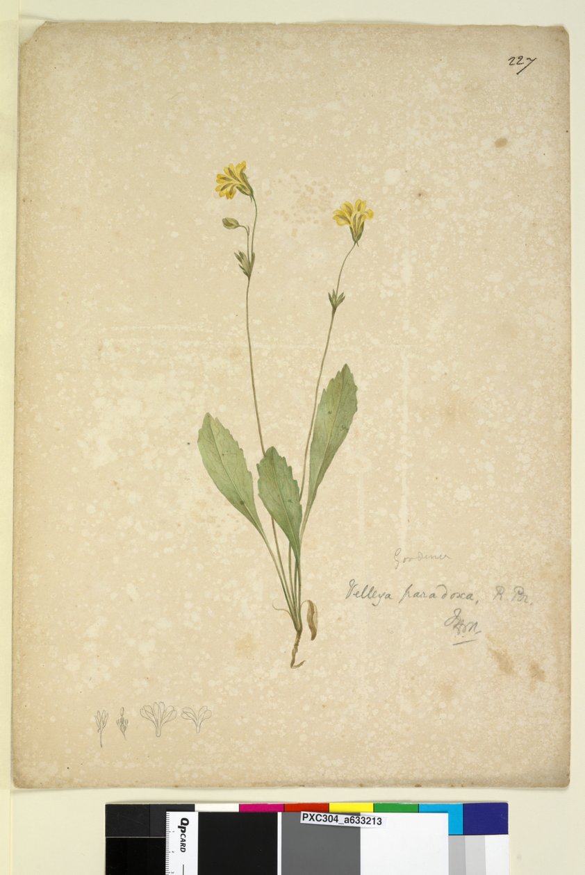 Página 227. Velleia paradoxa de John William Lewin