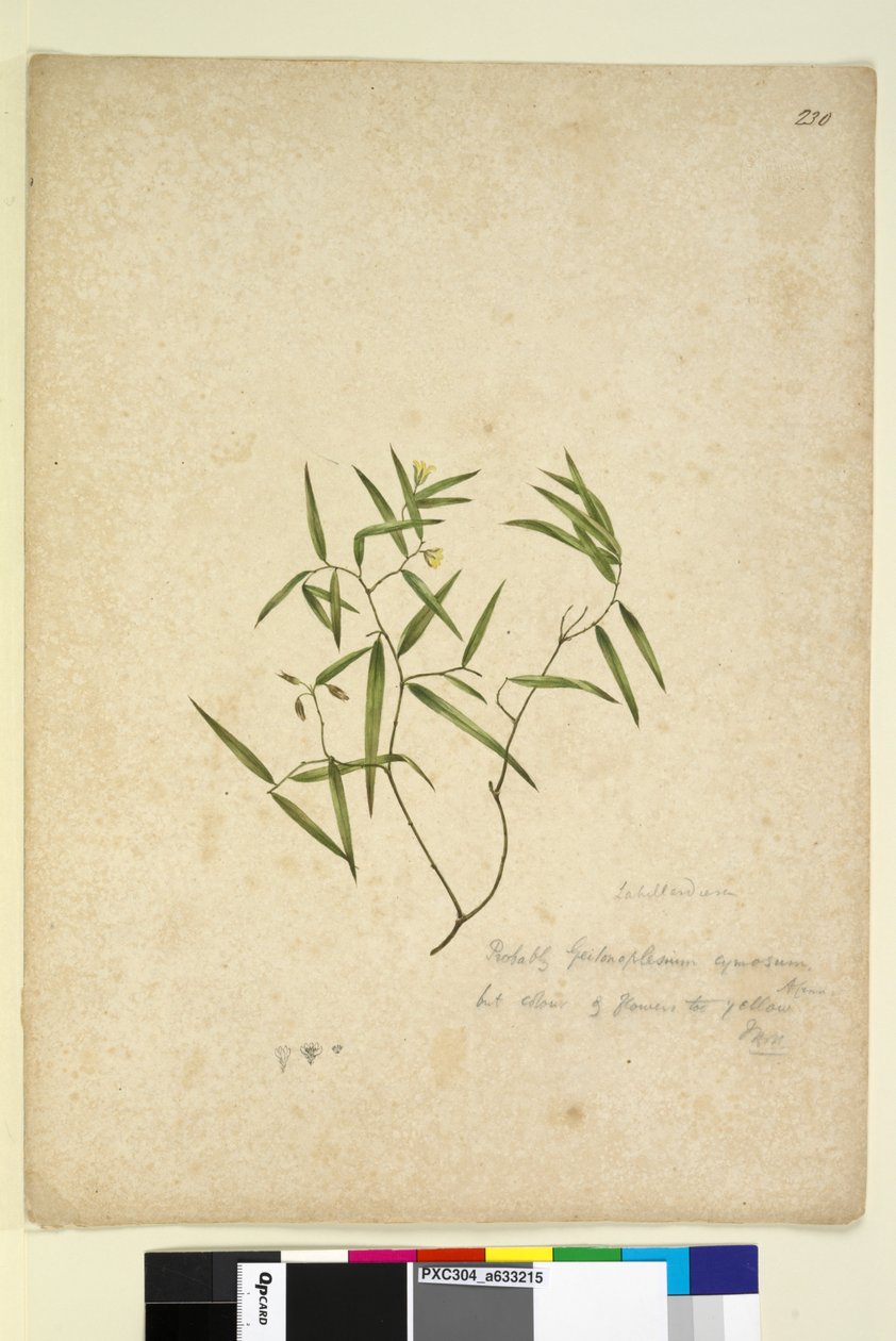 Página 230. Geitonoplesium cymosum de John William Lewin