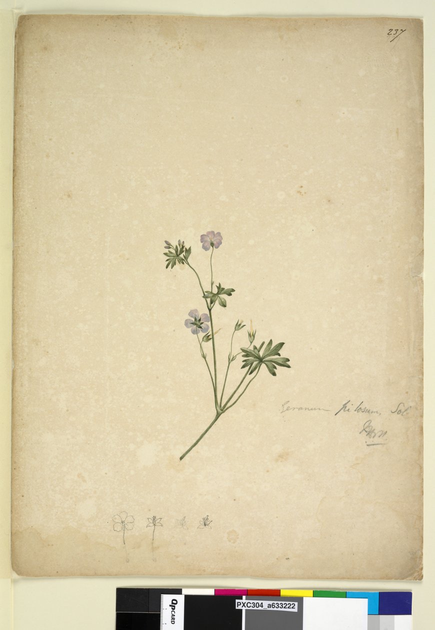 Página 237. Geranium pilosum de John William Lewin