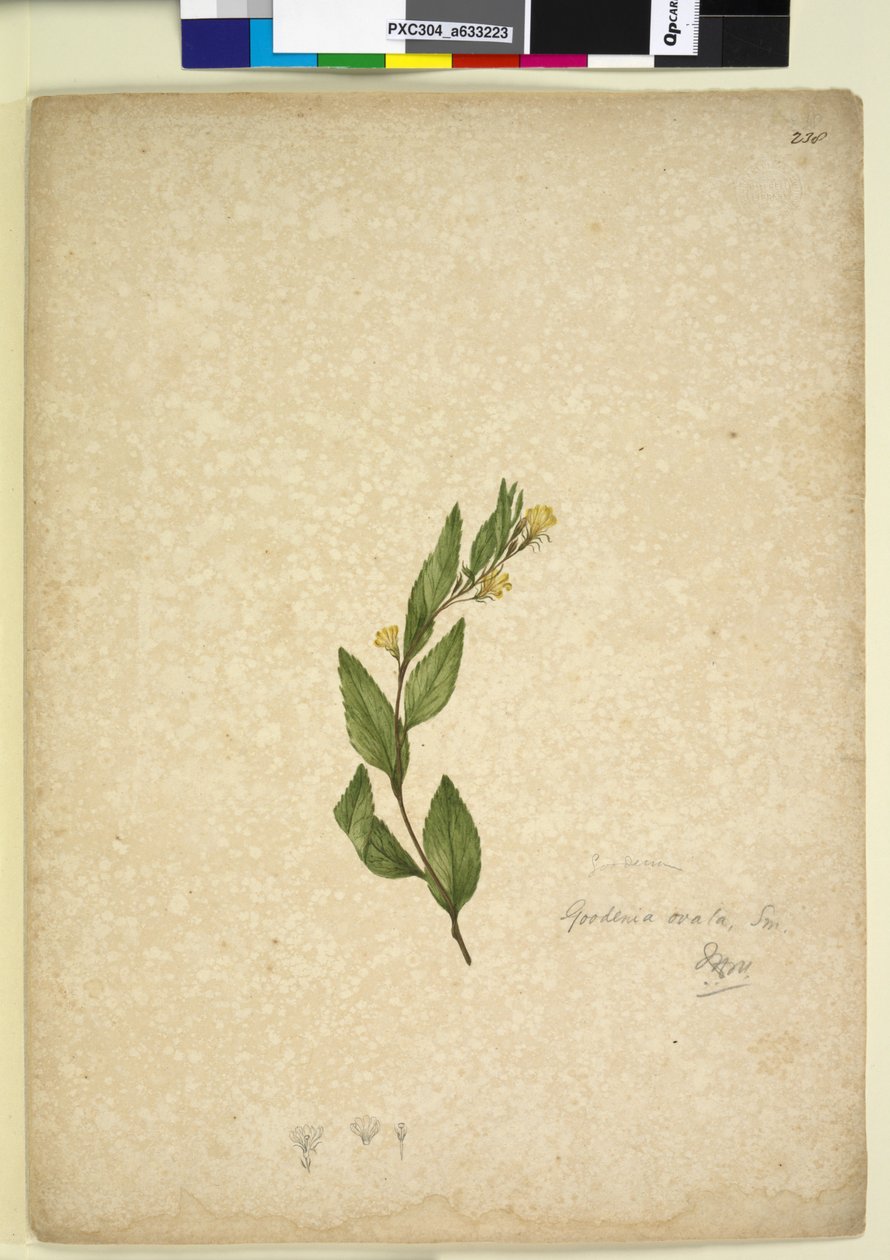 Página 238. Goodenia ovata de John William Lewin