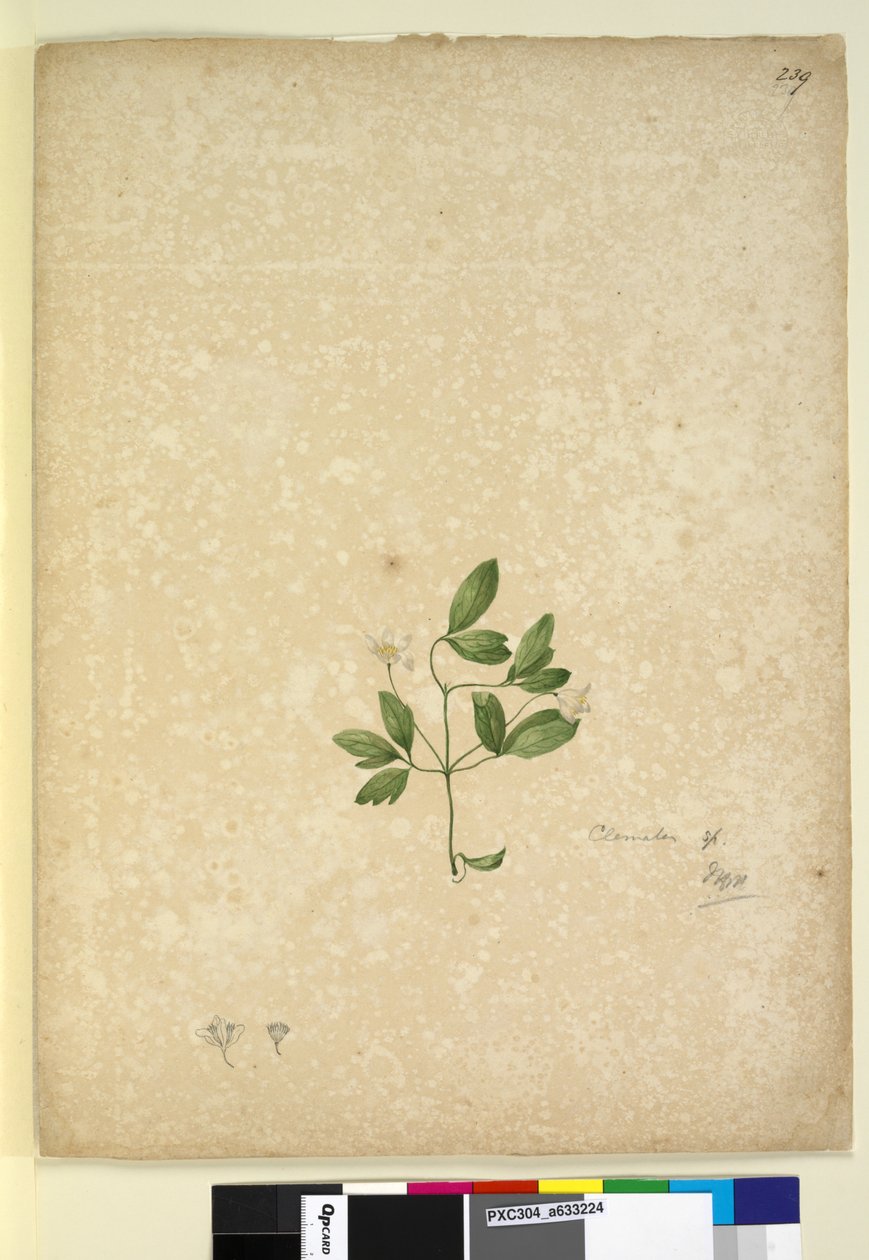 Página 239. Clematis de John William Lewin