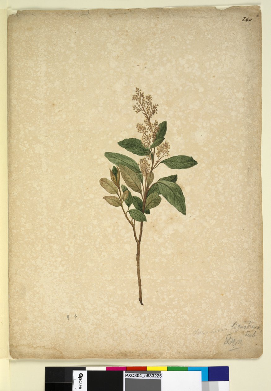 Página 240. Pomaderris ligustrina de John William Lewin