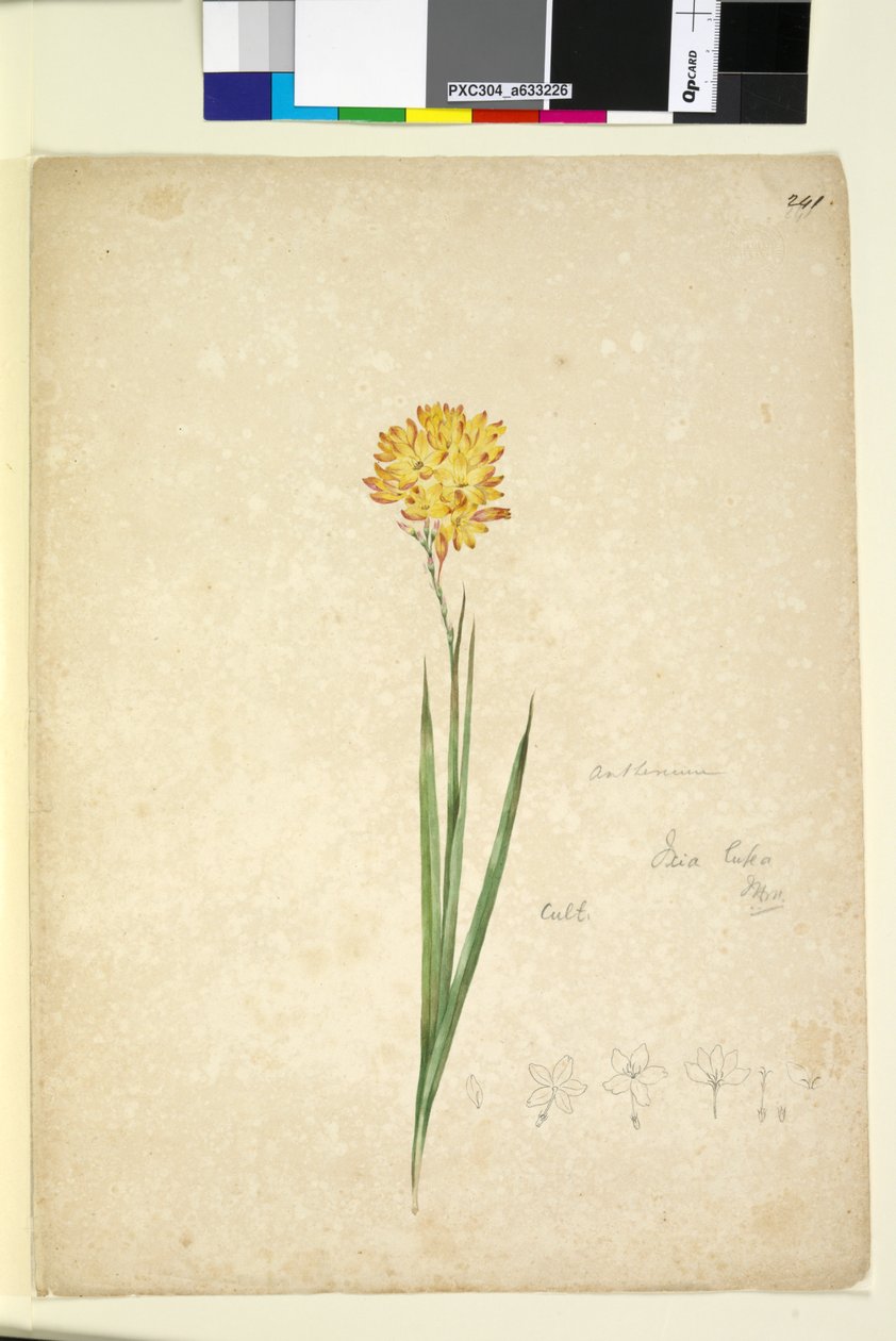 Página 241. Ixia lutea de John William Lewin