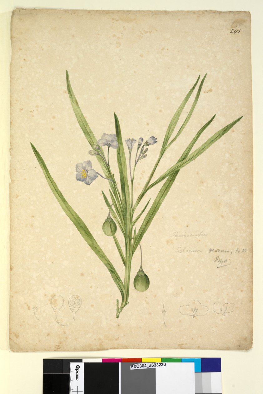 Página 245. Solanum vescum de John William Lewin