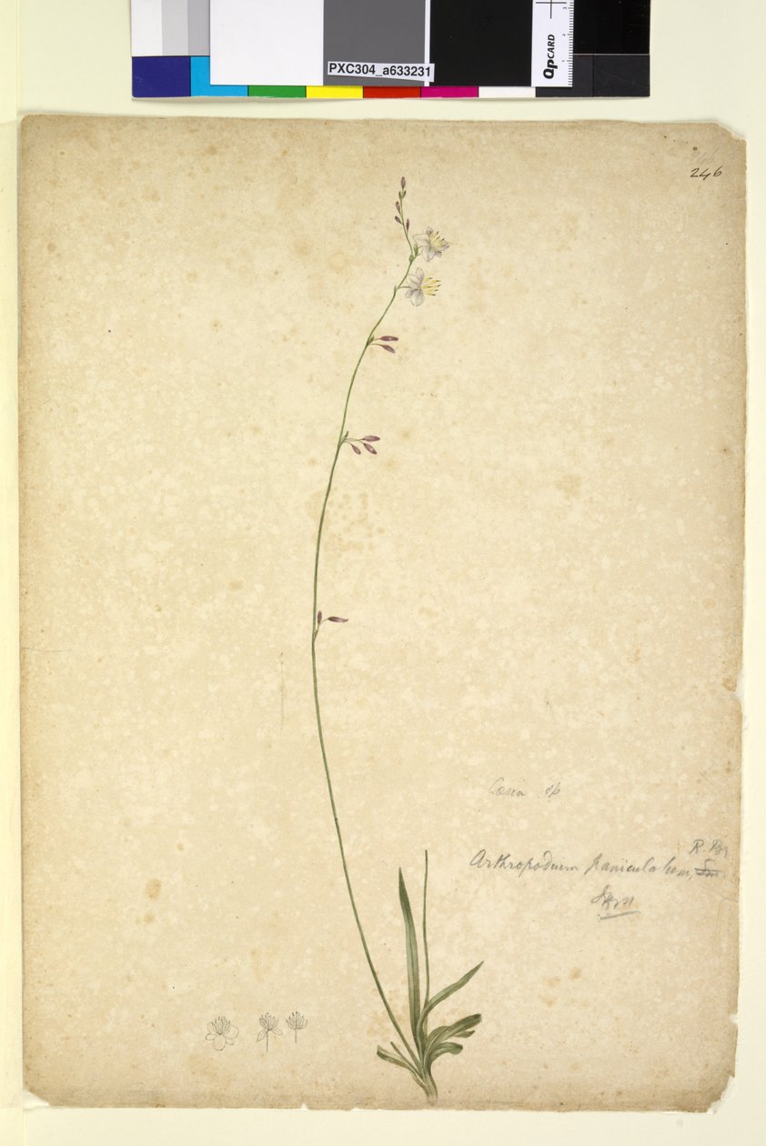 Página 246. Arthropodium paniculatum de John William Lewin