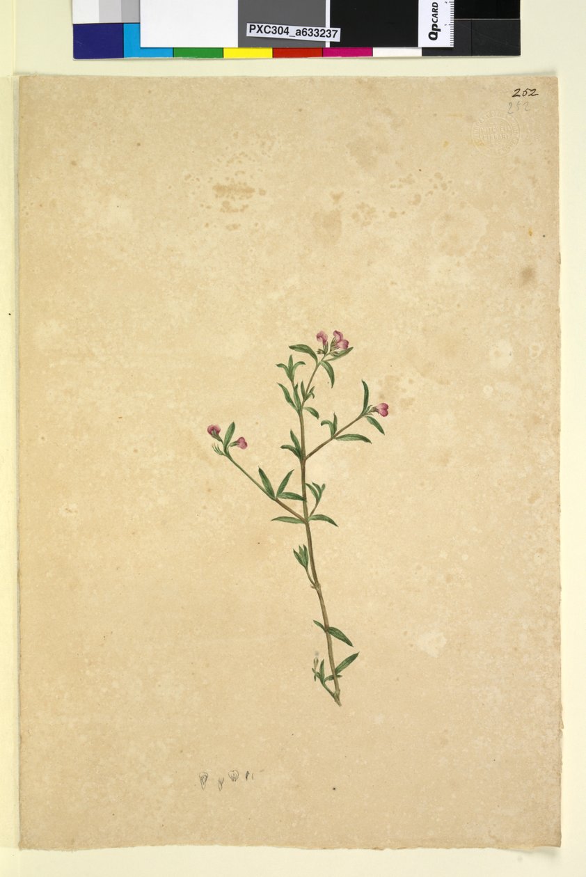 Página 252. Planta no identificada de John William Lewin
