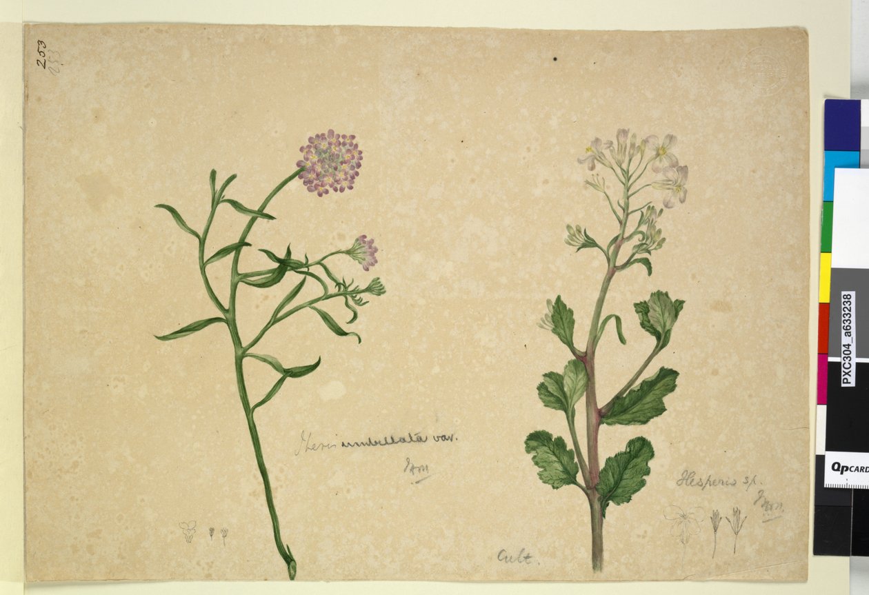 Página 253. Iberis umbellata; Hesperis sp. de John William Lewin