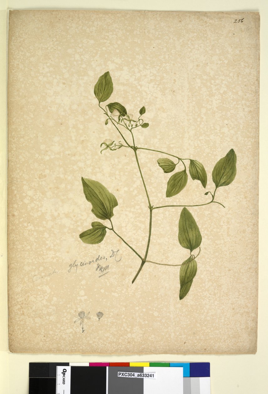 Página 256. Clematis glycinoides de John William Lewin